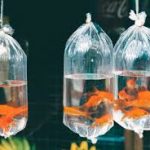 Live Fish Delivery: The Ultimate Guide to Convenient and Safe Fish Shipping