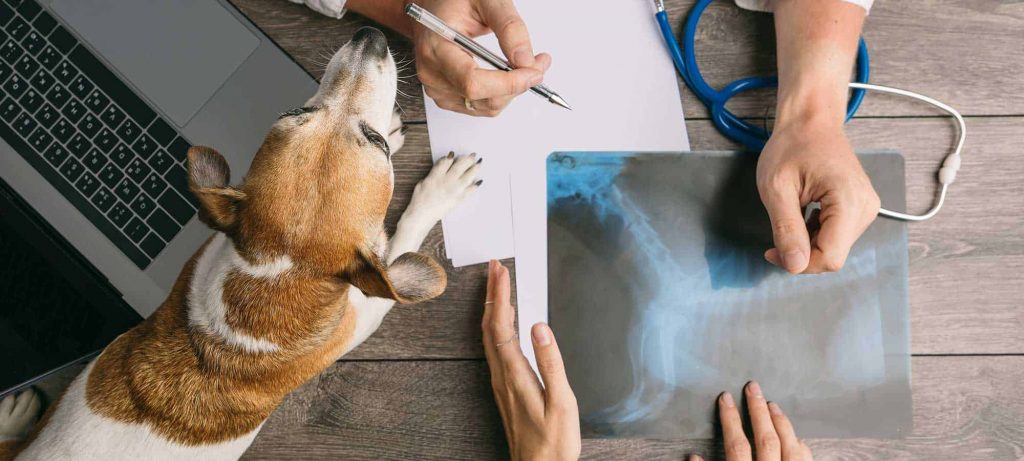 Dog Pathology