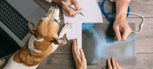 Dog Pathology